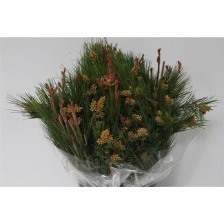 Freshy Pinus Sylvestris 400gr (p. bos)