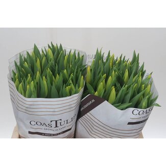 Freshy Tulp enkel Strong Gold