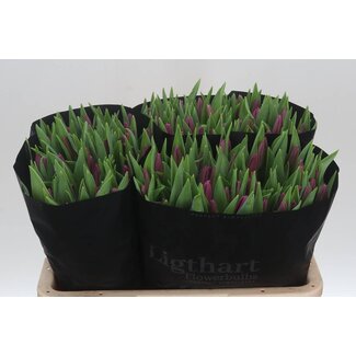 Freshy Tulp enkel Copex