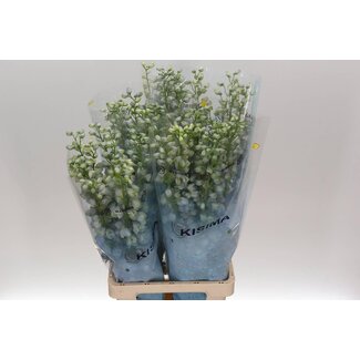 Freshy Delphinium El Guard Lavender