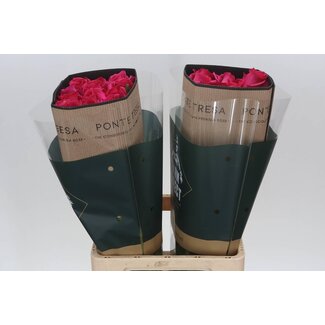 Freshy R Eq Pink Floyd