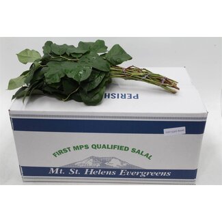 Freshy Salal Tips “Mount Helenium” | Kleur: Groen | Lengte ± 45 centimeter | Per 5 bossen