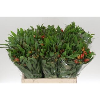 Freshy Alst.kort Dancing Queen