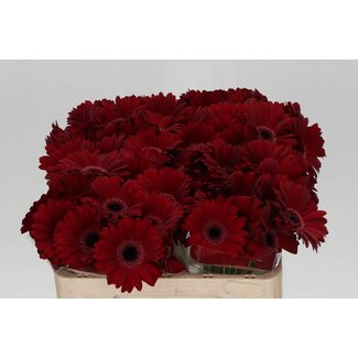 Freshy Germini. Aqua Black Tie x20