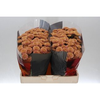 Freshy Chrysant santini Ellison Salmon X L