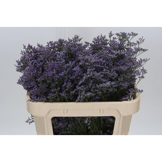 Freshy Limonium Saf Classic Blue