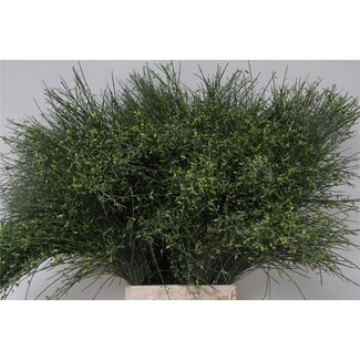 Freshy Ginster Bes Groen (p. bos)