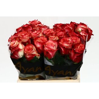 Freshy Rosa Attraction