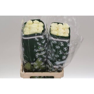 Freshy R Eq Playa Blanca