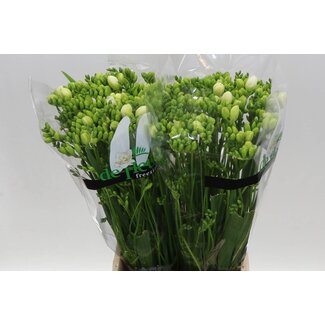 Freshy Freesia dubbel Essence