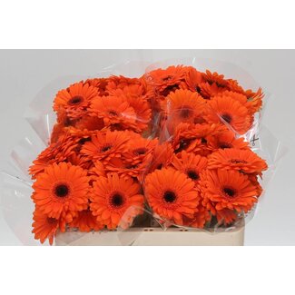 Freshy Germini. Aqua Bison x20