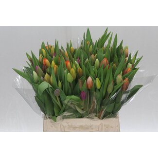 Freshy Tulp enkel Gemengd