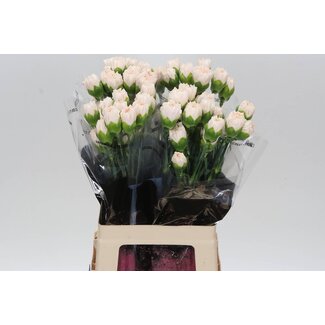 Freshy Anjer Lang Brut