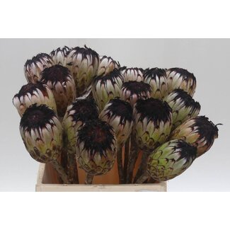 Freshy Protea Mag Niobe No Leaves