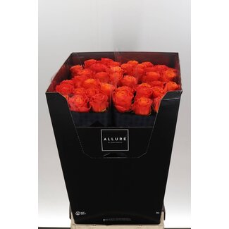 Freshy Rosa Clarence Allure