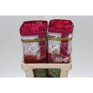 Freshy R Eq Pink Floyd