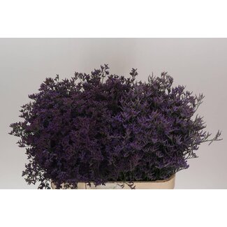 Freshy Limonium Piuma Dark Blue