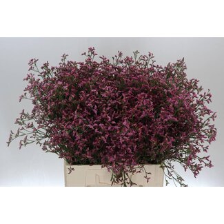 Freshy Limonium Sin Senecio Pink Beauty
