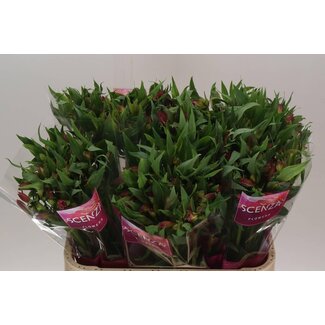 Freshy Alstroemeria Intenz Da Pink