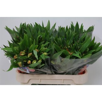 Freshy Alstroemeria Dancing Queen