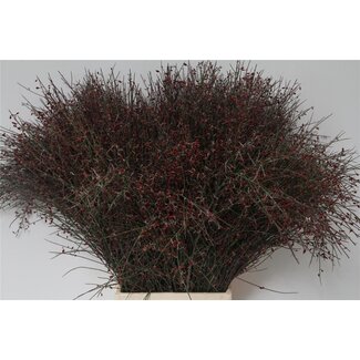 Freshy Ginster Bes Rood (p. bos)