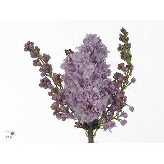 Freshy Sering V Michel Buchner 4 Kop