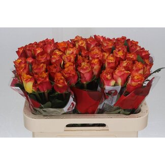 Freshy Rosa Downtown