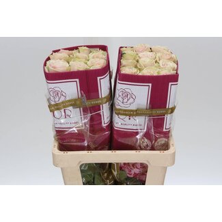 Freshy R Eq Pink Mondial