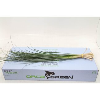 Freshy Xerophyllum Tenax Beregras | Kleur: Groen | Lengte ± 75 centimeter | 40 takken per bos | Per 5 bossen