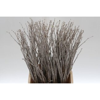 Freshy Populus Alba Witte Abeel | Kleur: Groen Wit | Lengte ± 50 centimeter | Per 20 takken