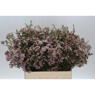 Freshy Chamelaucium Un Pink Dream