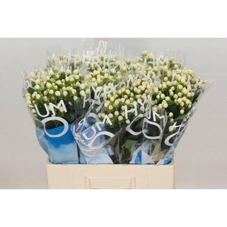 Freshy Hypericum Coco Uno