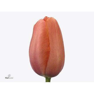 Freshy Tu. En Renown (frans)