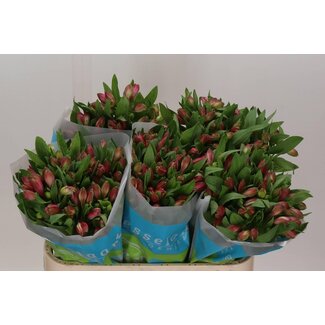 Freshy Alstroemeria Panorama