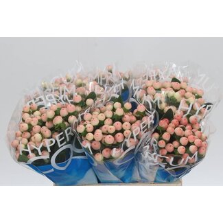 Freshy Hypericum Coco Tiamo