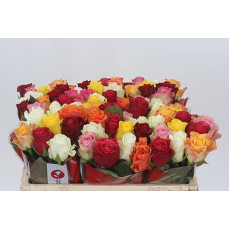 Freshy Rosa Gemengd in Bos