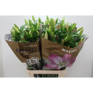 Freshy Lelie Oriental X Tr Master