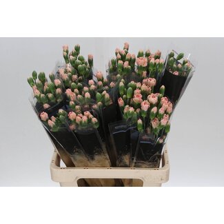 Freshy Trosanjer Brown Sugar