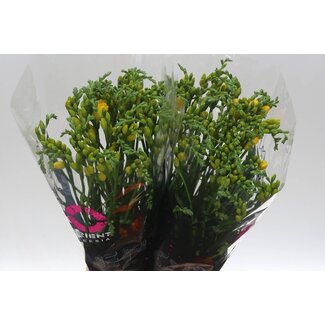 Freshy Freesia dubbel Soleil
