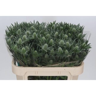 Freshy Eryngium Sirius Questar