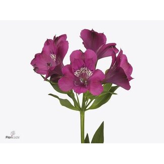 Freshy Alst.kort Casanova