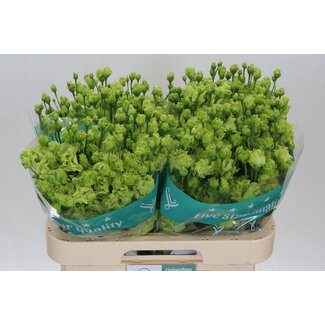 Freshy Eustoma Gevuld Rosan Emerald