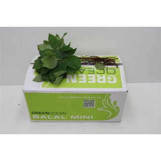 Freshy Salal Mini x25 (p. bos)