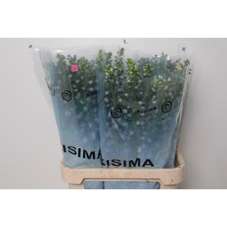 Freshy Delphinium El Guard Blue