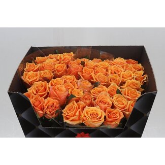 Freshy Rosa Novi X L