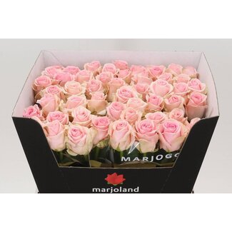 Freshy Rosa Sweet Dolomiti