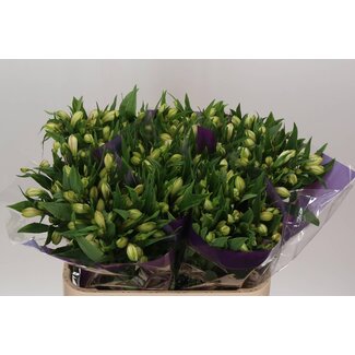 Freshy Alstroemeria White Swan