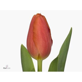 Freshy Tulp enkel Time Out