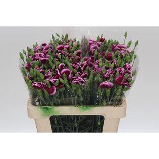 Freshy Trosanjer Enkelbloemig Solomio Vinaccio