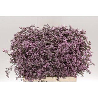 Freshy Limonium Saf Oshi Pink